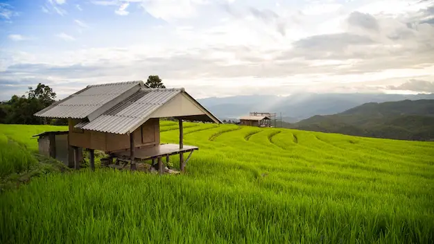 Rumah kampung di sawah