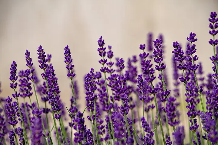 Lavender